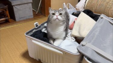 ばあばの家からどうしても帰りたくない猫がこうなっちゃいました…【もちまる日記】