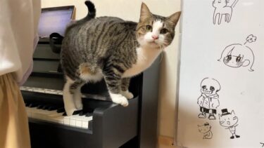 娘がピアノを弾きはじめるとやりたい放題モードになる猫【ひのき猫】