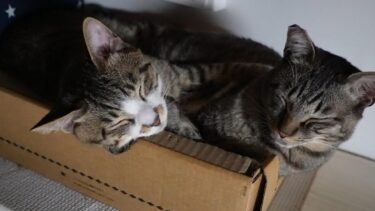 狭い場所で一緒に寝る仲良しな猫☆多少寝苦しい体勢でも大丈夫なガーちゃん【リキちゃんねる　猫動画】 キジトラ 猫のいる暮らし