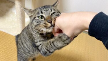 凶暴だった子猫が完全に懐きました！！【てん動画】