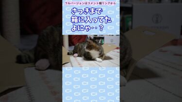 お気に入りの箱を自らの手でことごとく分解し絶望な猫　【リキちゃんねる】