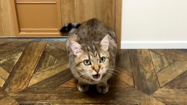 うちの猫は二度寝を絶対に許してくれません…【ポムさんとしまちゃん / ねこべや】