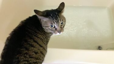 イカ耳凶暴猫をお風呂場に閉じ込めた結果…【てん動画】