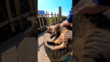 撫でると立ち上がって喜ぶ猫【感動猫動画】