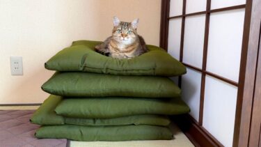 猫がいないので探したら座布団を贅沢に使ってました！笑【ポムさんとしまちゃん / ねこべや】