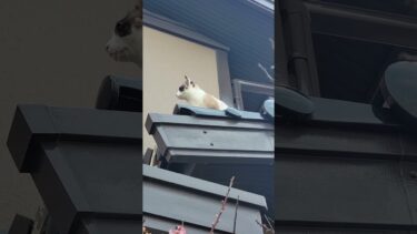 屋根裏パトロール任務終了後直ちに戻っていく猫🔭 #Shorts【CuteWoo】