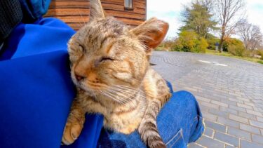 隣に座ると何も言わずに膝の上に座ってくる猫【感動猫動画】