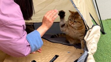 【猫キャン】キャンプ中に猫と妹が喧嘩しちゃいました…。【ポムさんとしまちゃん / ねこべや】