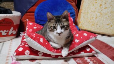 まるで笑点な猫　【リキちゃんねる　猫動画】 キジトラ 猫のいる暮らし