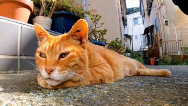 山の上の神社に行く道の中腹で猫が寝ているのを見掛けたのでナデナデしてきた【感動猫動画】
