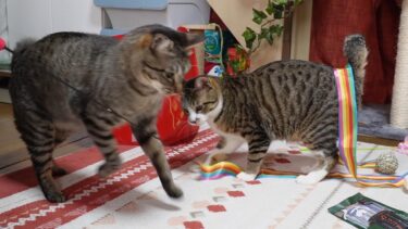 隙を狙ってたはずなのに絶妙にタイミングの悪い猫ガーちゃん☆失敗は引きずります。一人で黙々遊びたいタイプ？【リキちゃんねる　猫動画】 キジトラ 猫のいる暮らし