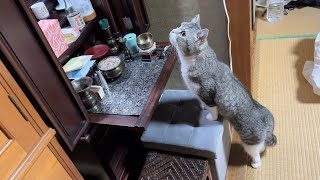 初めてじいじの仏壇を見つけた猫がまさかの行動を取りました…【もちまる日記】