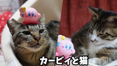 猫にカービィを見せてみたら・・ガーちゃんの新しい特技を発見！ゴマちゃんはやっぱり苦手？　ガチャ～星のカービィ まんまるマスコットKIRBY MUTEKI！ SUTEKI！ CLOSET～