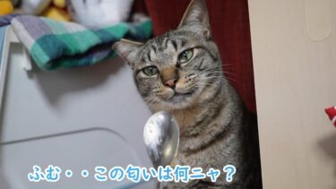 美味しい匂いを嗅ぐとついお鼻をペロペロ舐めてしまう食いしん坊猫ガーちゃん☆あまり人の物の興味ないゴマちゃんの場合は？【リキちゃんねる　猫動画】 キジトラ 猫のいる暮らし