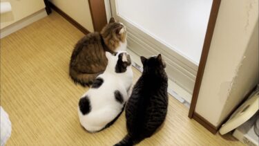 久しぶりにお風呂掃除を見守る猫【ひのき猫】
