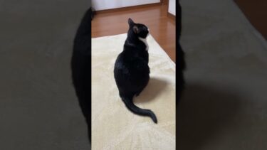 何か当たった？【ひのき猫】