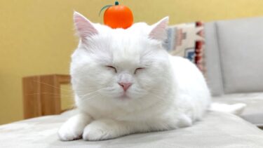 鏡餅を仕舞うのをすっかり忘れていました。【ポムさんとしまちゃん / ねこべや】