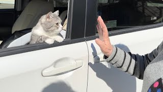 ２週間一緒に過ごしたばあばとお別れの瞬間、猫がこうなっちゃいました…【もちまる日記】