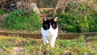 牛みたいな猫がモフられにきた【感動猫動画】