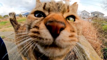 公園の歩道脇にいた猫を撫でると懐いてきてカワイイ【感動猫動画】