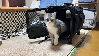 初めてばあばの家にやってきた猫の反応がかわいすぎました笑【もちまる日記】