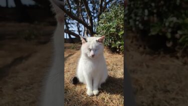 海辺の公園の野良猫【感動猫動画】