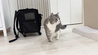 久しぶりに帰ってきたら我が家を忘れてしまった猫の反応がこちらです…【もちまる日記】