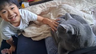 【レア】天敵そーちゃんにナデナデされる狂暴猫【kokesukepapa】