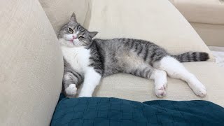 他の猫の名前で呼び続けたら猫がいじけてこうなっちゃいました…www【もちまる日記】