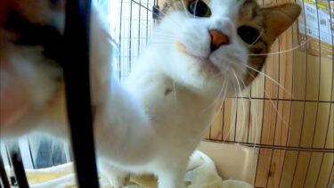 ねっこ「そのカメラよこせニャン」【感動猫動画】
