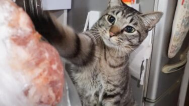 目ざとい食いしん坊猫☆冷凍の鶏肉も見破ります！台所の友なガーちゃん【リキちゃんねる　猫動画】 キジトラ 猫のいる暮らし