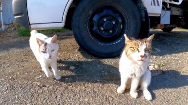 漁港の街で路地裏を歩いていたら野良猫がトコトコ歩いて来た【感動猫動画】