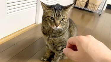 ご主人様が1日ぶりに帰宅した時の凶暴猫の反応が…【てん動画】