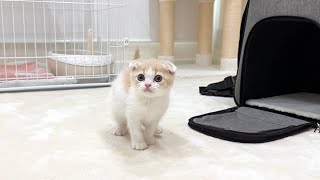 初めて家に来た生後２ヶ月の子猫の反応がかわいすぎました…【もちまる日記】