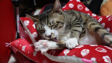 3段積みの座布団の上で毛づくろいにいそしむ猫ゴマちゃん☆肉球なめなめ・爪カミカミが可愛い　【リキちゃんねる　猫動画】 キジトラ 猫のいる暮らし