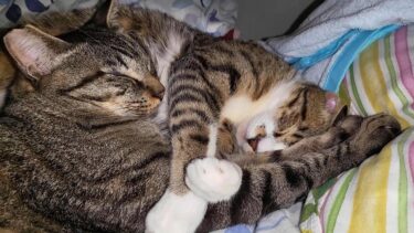 いつも一緒に仲良くねんねする仲良しな二匹の猫☆甘えん坊スタイルのお兄ちゃん猫ガーちゃんとのびのび態度のデカい弟猫ゴマちゃん　【リキちゃんねる　猫動画】 キジトラ 猫のいる暮らし