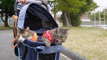 二匹の猫と一緒にまだ桜が少し残る公園をお散歩～その1～☆長鳴きガーちゃん＆網から外を観察するゴマちゃん【リキちゃんねる　猫動画】 キジトラ 猫のいる暮らし