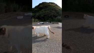 野良猫「あ、ヤベえ人間来た」【感動猫動画】