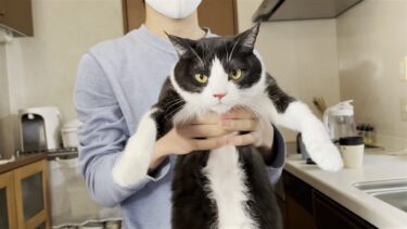鼻血が出た猫の傷がなかなか完治しません【ひのき猫】
