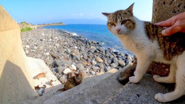 防波堤の切れ目に行ってみると海辺に降りていた猫達が戻ってきた【感動猫動画】