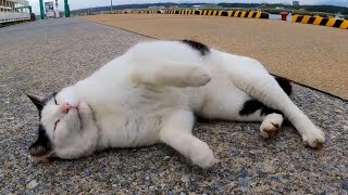 腰トントンをちょっとでも止めるとすぐ頭突きしてくる漁港の野良猫【感動猫動画】