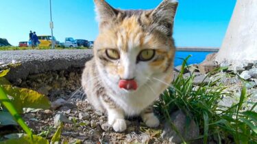 Feiyu Pocket 3でお魚くわえたドラ猫追っかけてみた【感動猫動画】