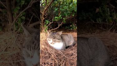 鳥の巣で寝る猫【感動猫動画】