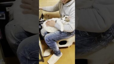 早く降ろせ！【ひのき猫】