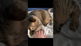 凶暴猫から作業ズボンを奪おうとした結果…【てん動画】