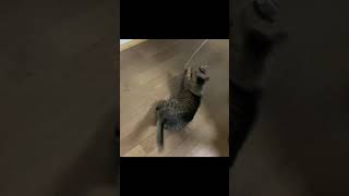 凶暴猫とおもちゃで遊んでいたら…【てん動画】