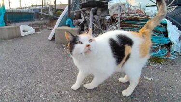 夕方の漁港を散歩すると背中にハートマークを持つ三毛猫がモフられに出てきた【感動猫動画】