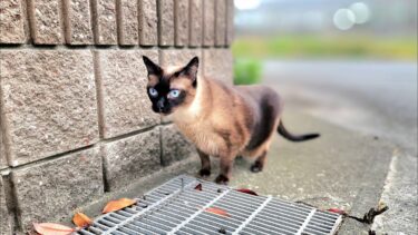 シャムエ🐈️が初めての外へパトロールへ出掛けて行った結果🚨【CuteWoo】