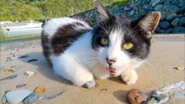 海辺にいた猫ちゃん、近づくと何か話し掛けてきた【感動猫動画】
