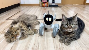 猫が初めてロボットペットと遊ぶとこうなりますw【ちょりちゃみチャンネル】